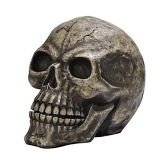 Oversized Skull Head